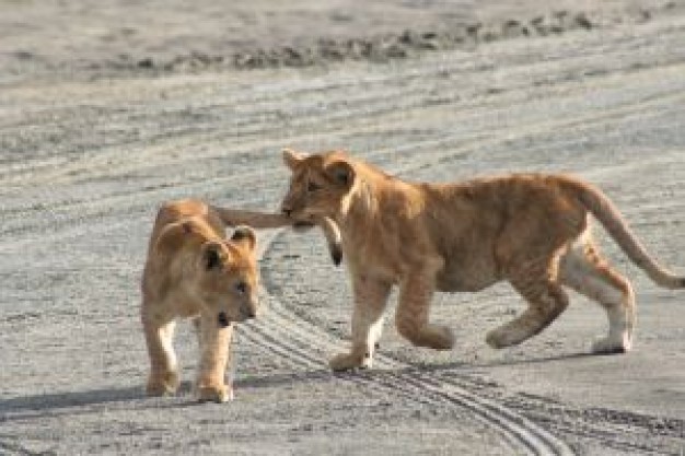 Africa young Felidae lions biting your tails about Panthera Gir Forest National Park